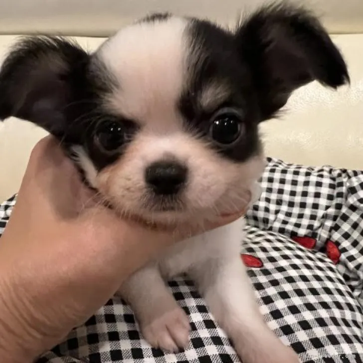 ID:2207-01693の子犬