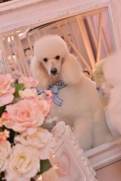 ID：1408-01004の子犬