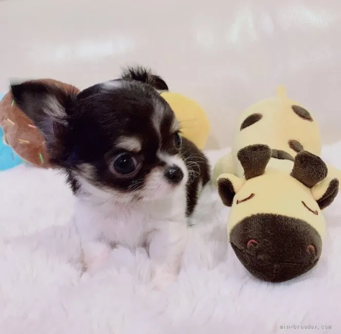 ID:2103-01372の子犬