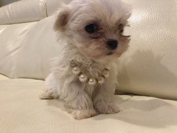 マルチーズ【大阪府・男の子・2019年1月21日・ホワイト】の写真「真っ白でおっとりな僕です。」