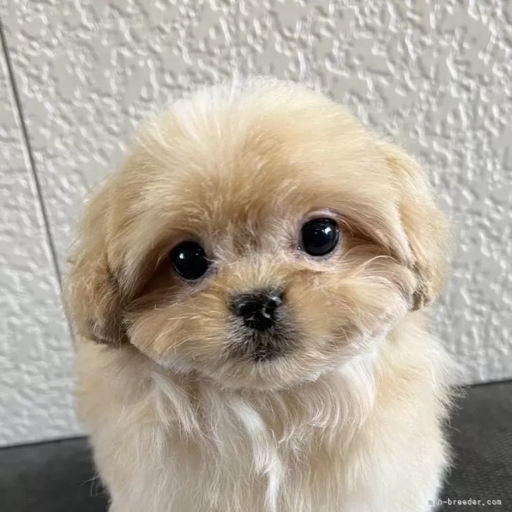 ID：2501-00980の子犬