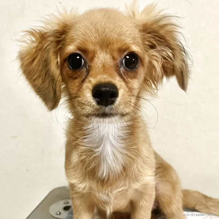 ID：2509-03737の子犬