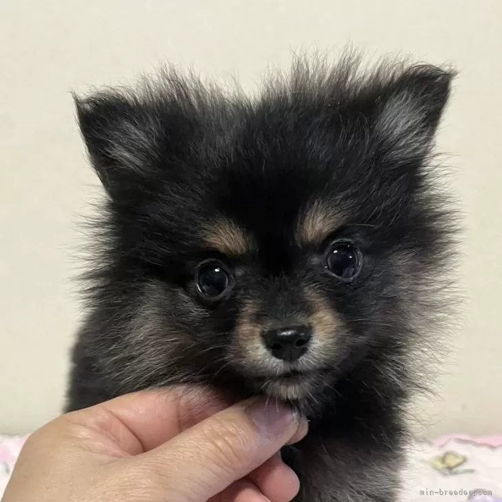 ID：2501-01701の子犬