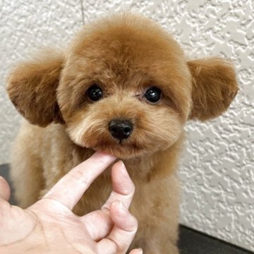 ティーカッププードル【神奈川県・男の子・2025年5月29日・レッド】の写真「ティーカップサイズの可愛い子」