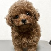 トイプードル(トイ)