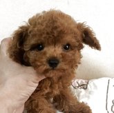 トイプードル(タイニー)