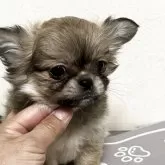 ペキチワ(チワワ×ペキニーズ)【神奈川県・男の子・2025年9月9日・フォーン】の写真3