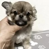 ペキチワ(チワワ×ペキニーズ)【神奈川県・男の子・2025年9月9日・フォーン】の写真5
