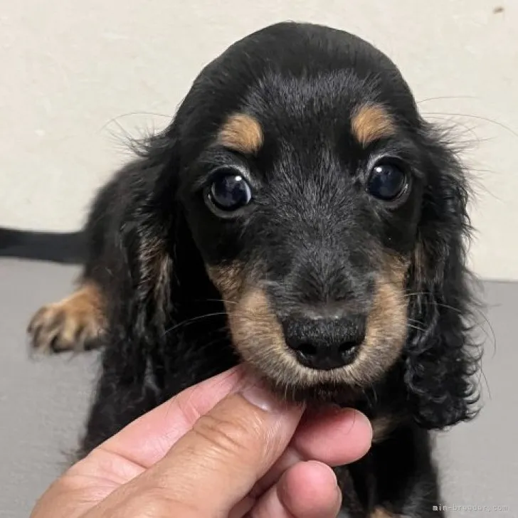ID:2309-00335の子犬