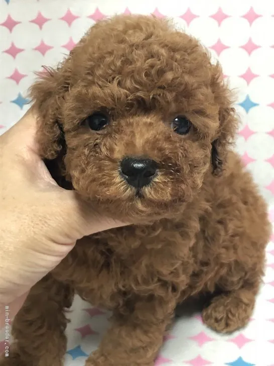 ID:2007-01450の子犬