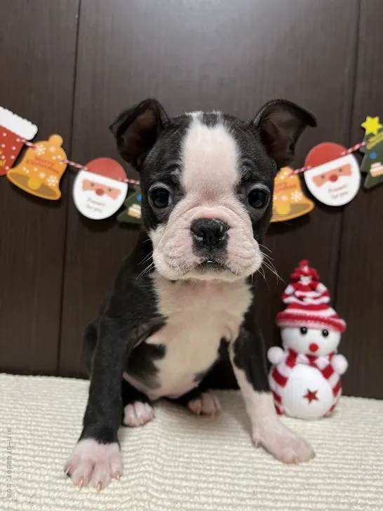 ID:2112-00252の子犬
