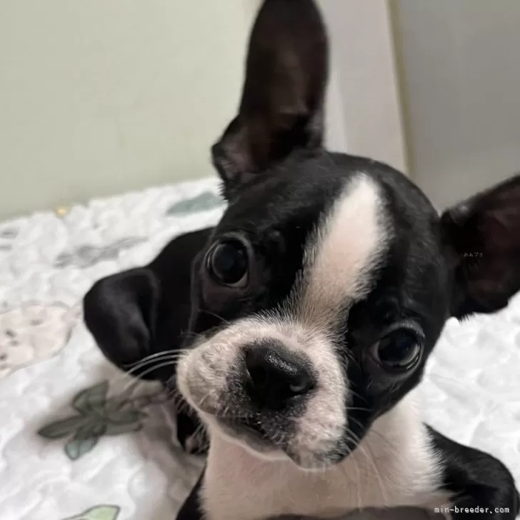 ID：2409-05434の子犬