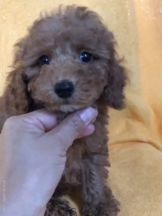 ID:1805-00658の子犬
