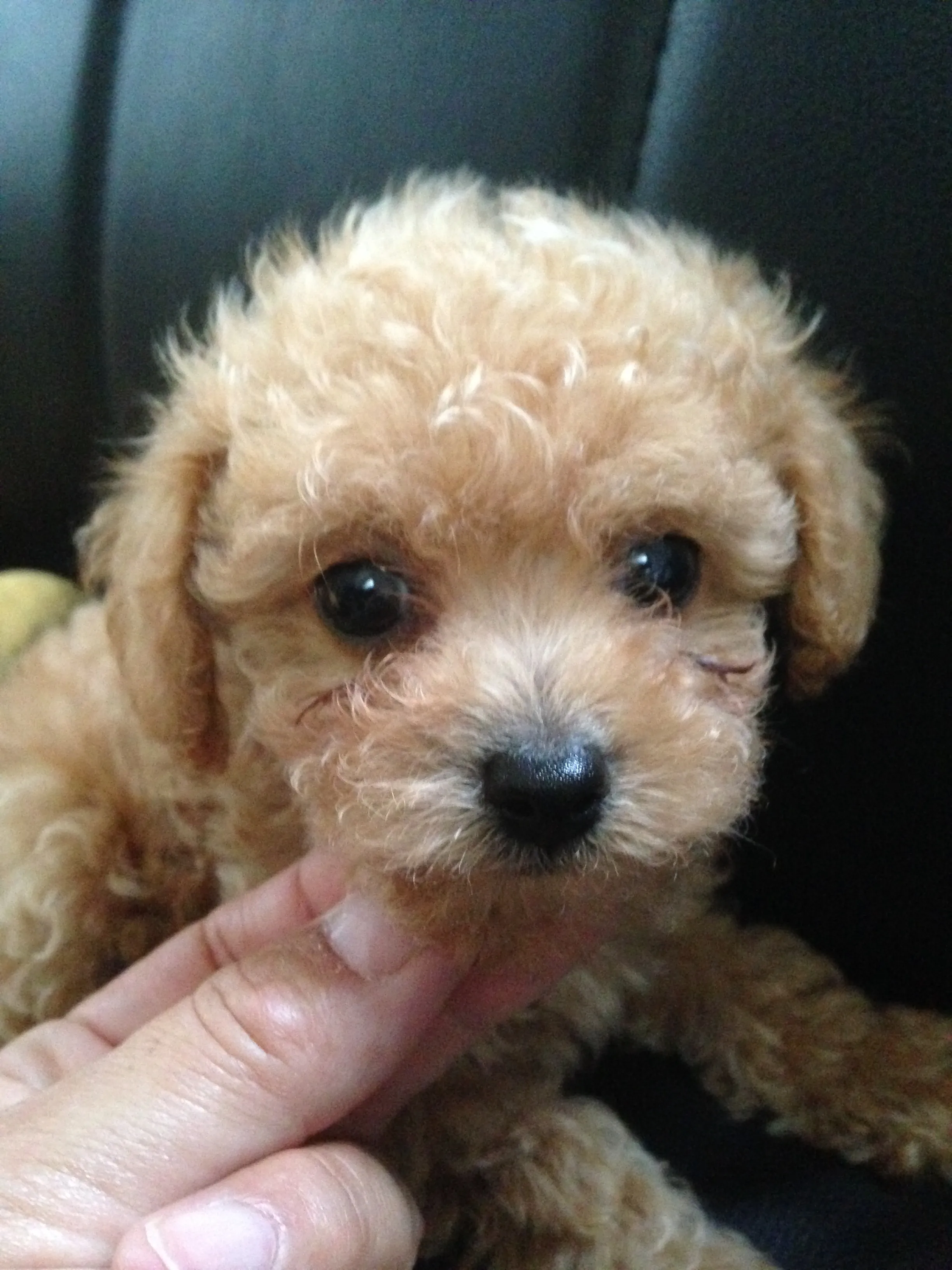 あかよし 様のお迎えした子犬