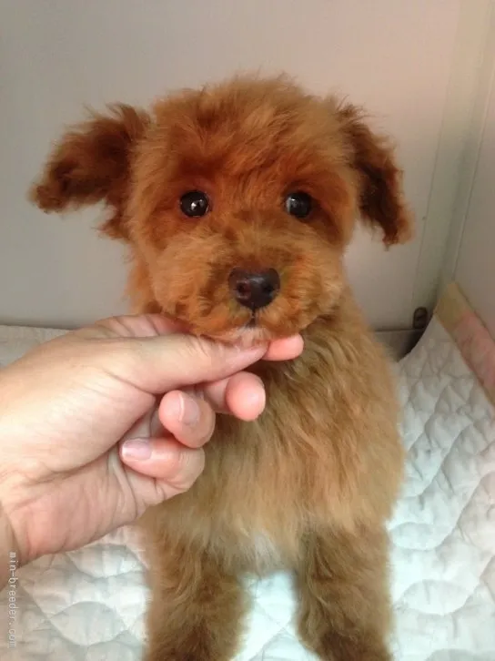 ID:1602-00581の子犬