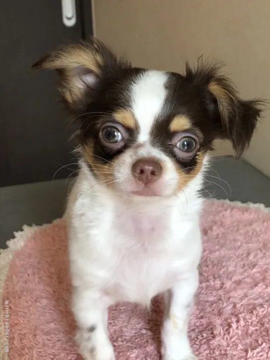 ID:1803-00564の子犬