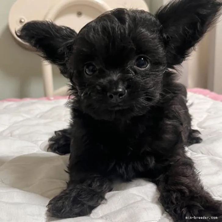 ID:2209-01007の子犬