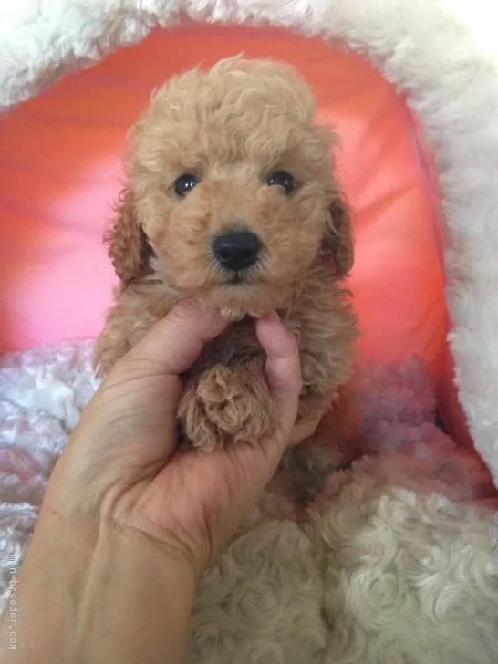 ID:1701-00057の子犬