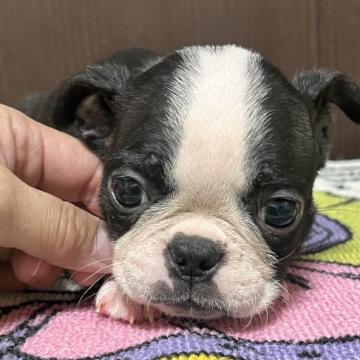 ボストンテリア【神奈川県・男の子・2022年10月29日・ボストンカラー】の写真「人懐こく明るいイケメンくん」