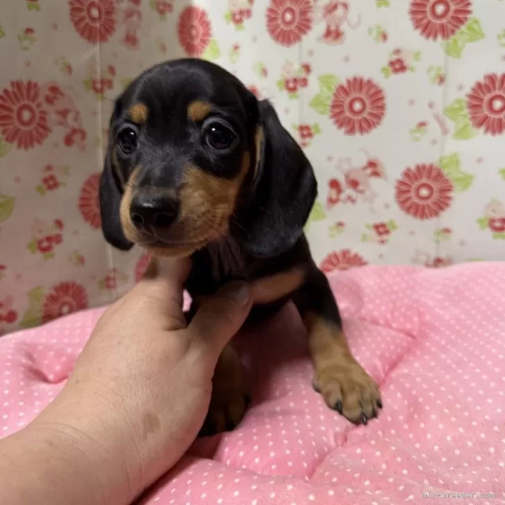 ID：2508-02081の子犬