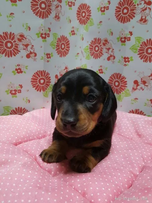 佐吉 様のお迎えした子犬