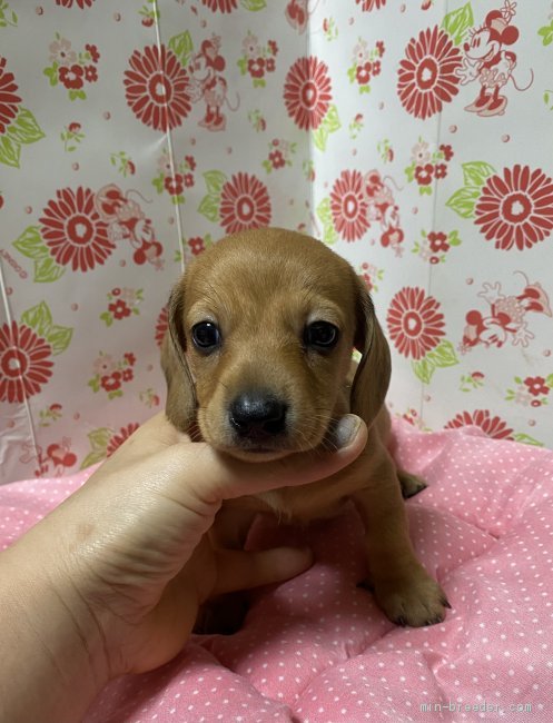 ミニチュアダックスフンド スムース 愛知県 男の子 年9月9日 レッド タレ目が可愛い みんなのブリーダー 子犬id 10