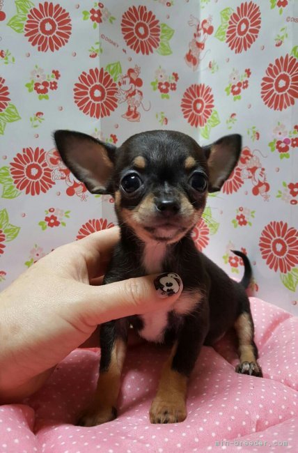 ID:1701-00034の子犬