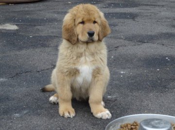 チベタンマスティフ【愛知県・男の子・2014年2月15日・ゴールド】の写真「希少犬種」