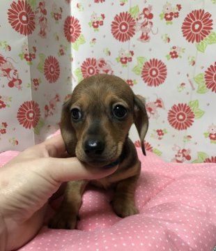 ミニチュアダックスフンド(スムース)【愛知県・女の子・2019年8月5日・レッド】の写真「懐っこい女の子」