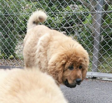 チベタンマスティフ【愛知県・男の子・2014年2月14日・ゴールド】の写真「希少犬種  毛吹き抜群」