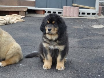 チベタンマスティフ【愛知県・男の子・2014年2月15日・ブラックタン】の写真「希少犬種」