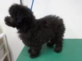 トイプードル(トイ)【愛知県・男の子・2014年12月9日・シルバー】の写真3