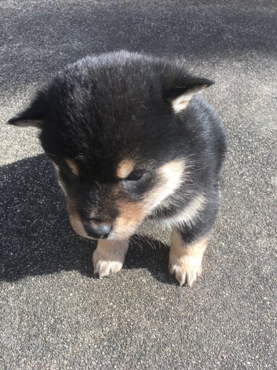 柴犬 三重県 男の子 17年11月16日 黒柴犬 元気な黒柴犬です とても可愛いです みんなのブリーダー 子犬id 1712