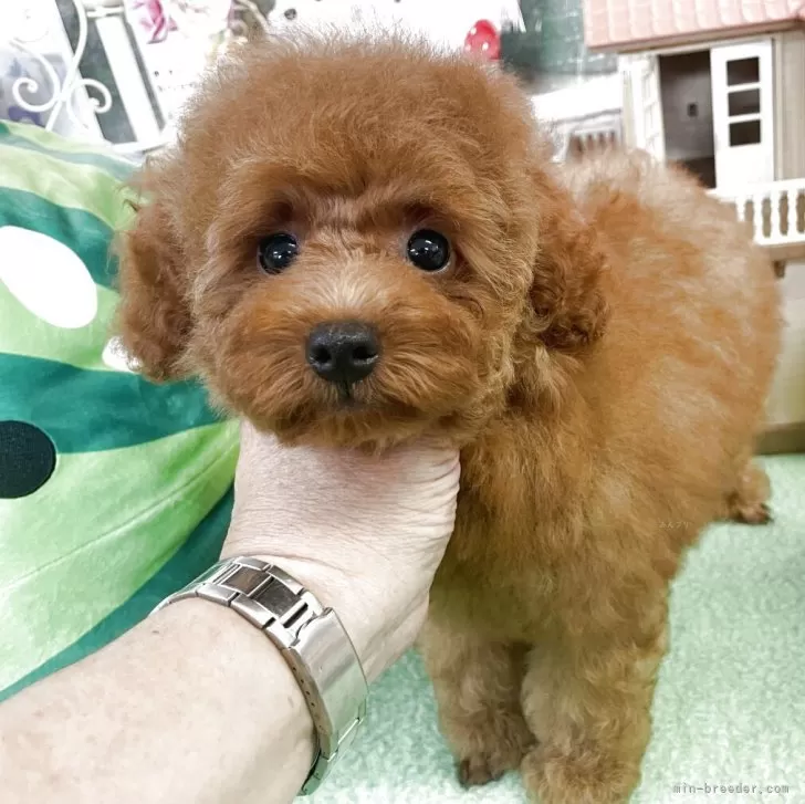 ID:2506-06934の子犬