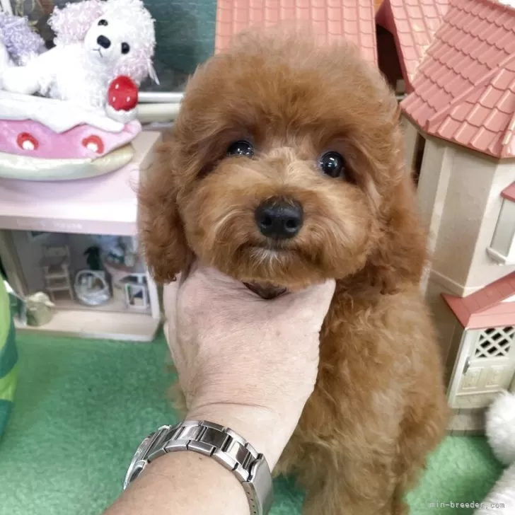 T.K 様のお迎えした子犬