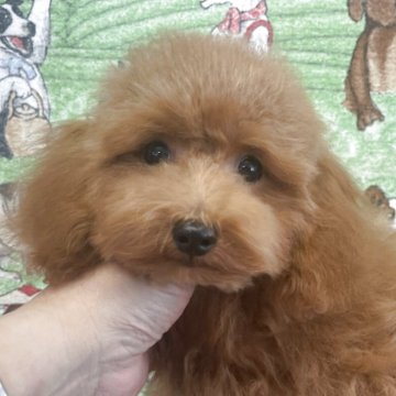 トイプードル(タイニー)【広島県・男の子・2025年4月7日・レッドフォーン(レッド)】の写真「呼べばすぐ走って来る元気いっぱいでトイレもできるよ」