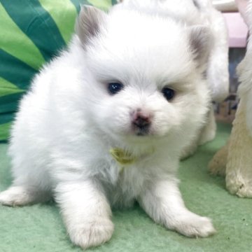 ポメラニアン【広島県・男の子・2025年10月19日・クリーム】の写真「マズルの短いたぬき顔の男の子」