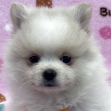 ポメラニアン【広島県・女の子・2025年10月19日・クリーム】の写真「真っ白な体のたぬき顔のおっとりした女の子」