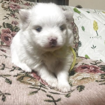 ポメラニアン【広島県・男の子・2025年10月19日・クリーム】の写真「マズルの短いたぬき顔の男の子」