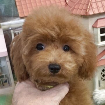 タイニープードル【広島県・男の子・2025年4月7日・レッドフォーン(レッド)】の写真「呼べばすぐ走って来る元気いっぱいでトイレもできるよ」