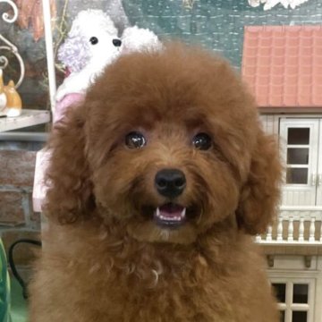 タイニープードル【広島県・男の子・2025年4月24日・レッドフォーン(レッド)】の写真「濃くて毛量も多い綺麗な被毛。男の子だけど優しい性格」