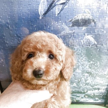 トイプードル(トイ)【広島県・女の子・2025年4月7日・レッドフォーン】の写真「濃いレッドでしっかりした骨格。賢く人懐っこい。」