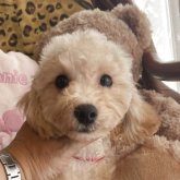 トイプードル(タイニー)