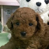 トイプードル(タイニー)