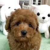 トイプードル(タイニー)