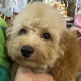 タイニープードル