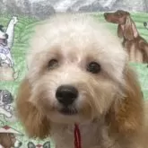 タイニープードル