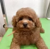 タイニープードル