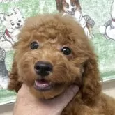 トイプードル(トイ)