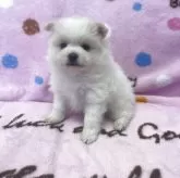 ポメラニアン【広島県・女の子・2025年10月19日・クリーム】の写真2